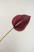 ANTHURIUM XL