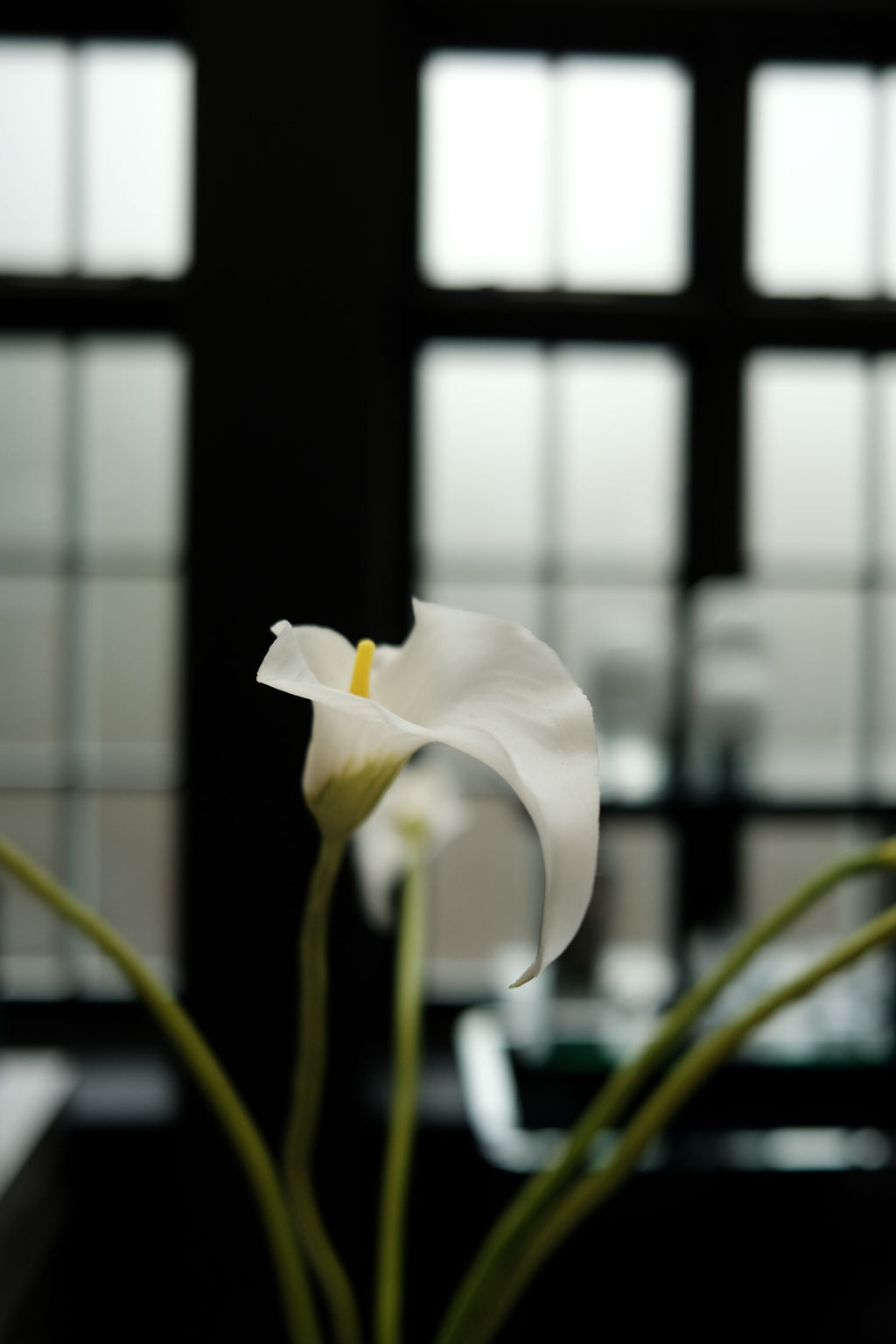 CALLA LILIES
