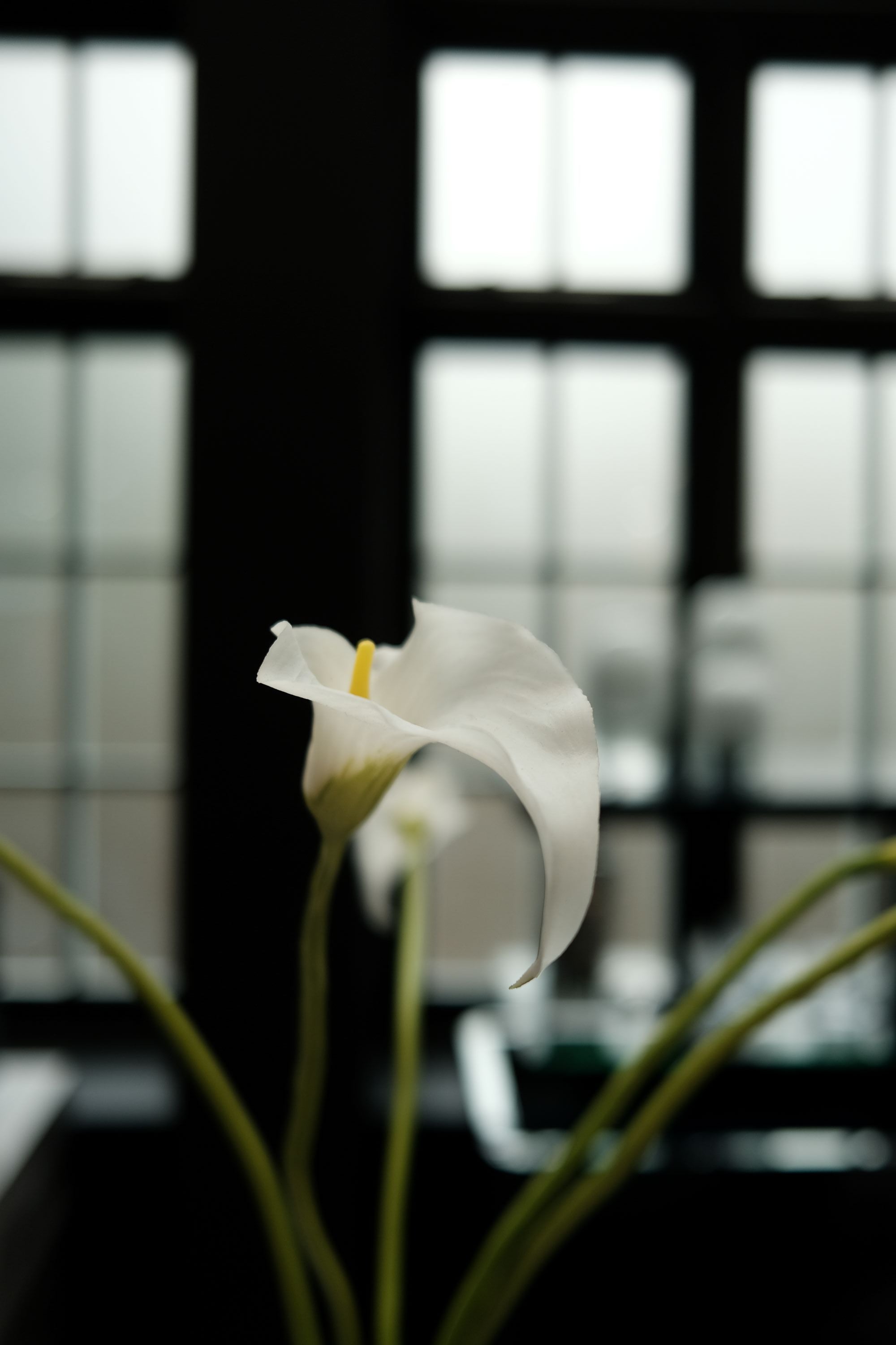 CALLA LILIES