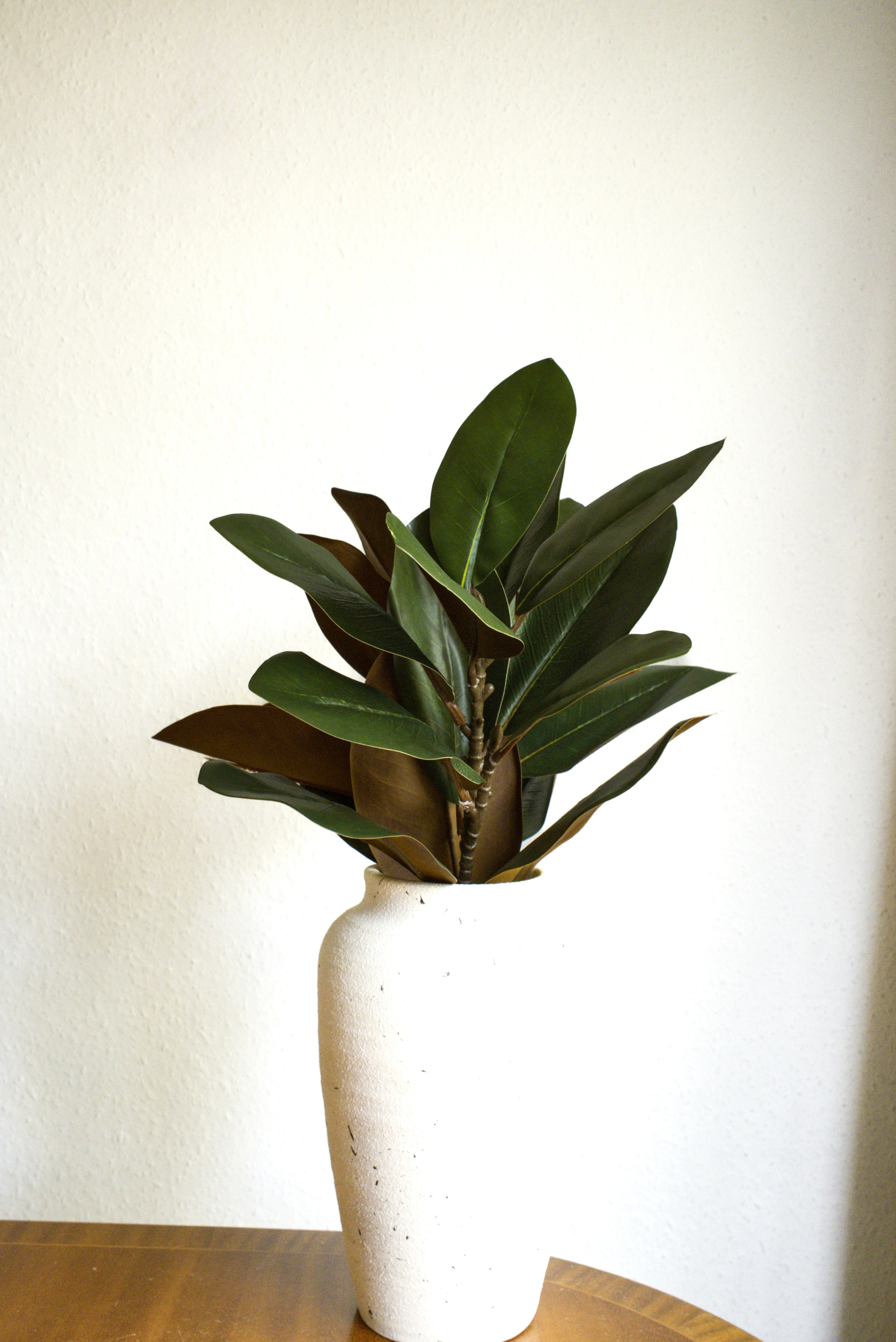 MAGNOILIA BRANCH
