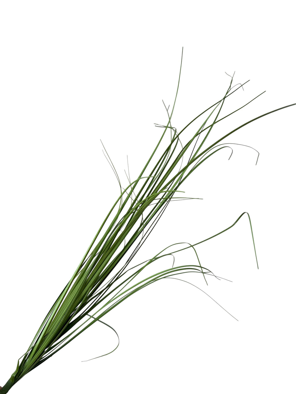 Grass Bushes