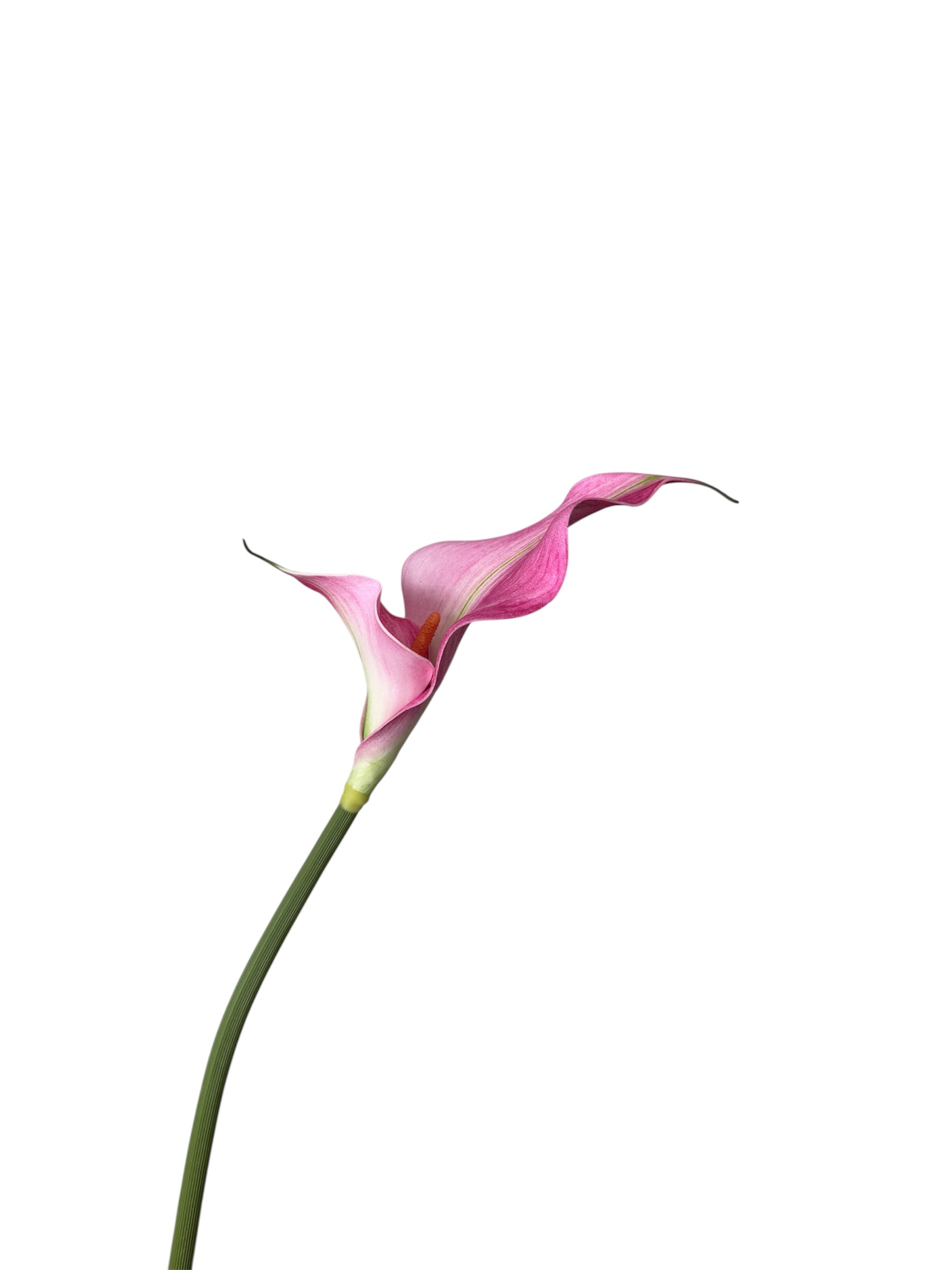Real Touch Horseshoe Lotus