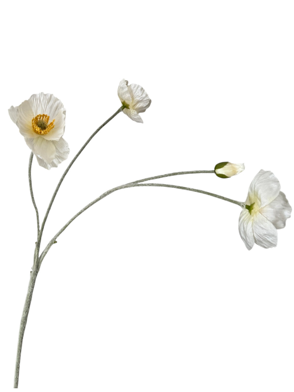 Poppy Flowers