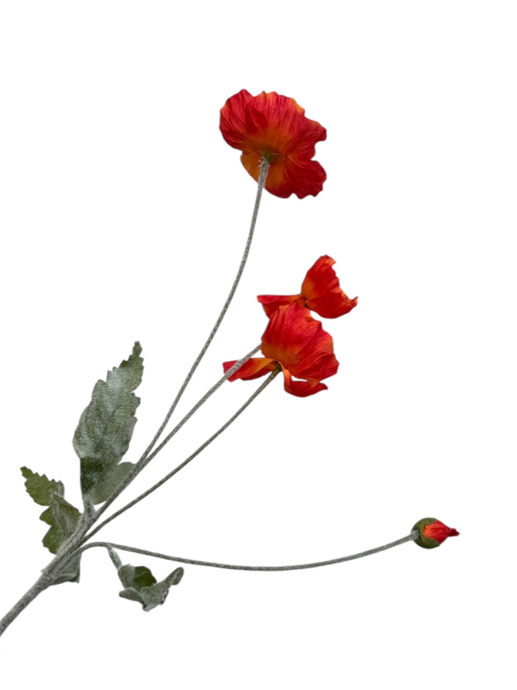 Poppy Flowers