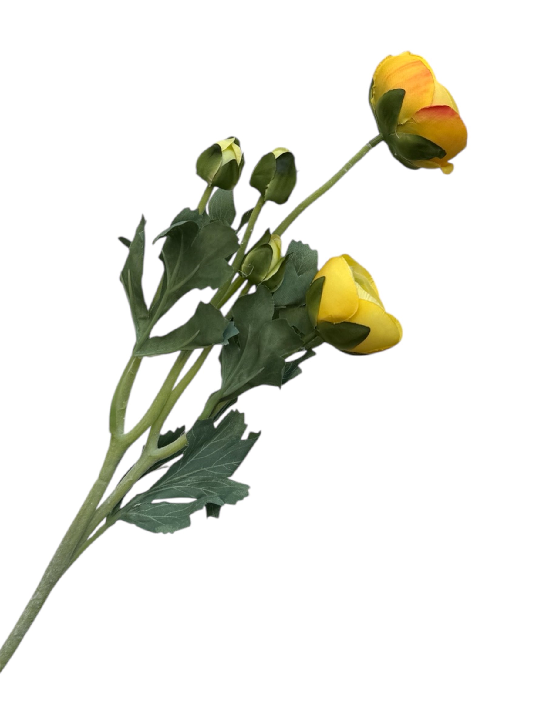 Ranunculus