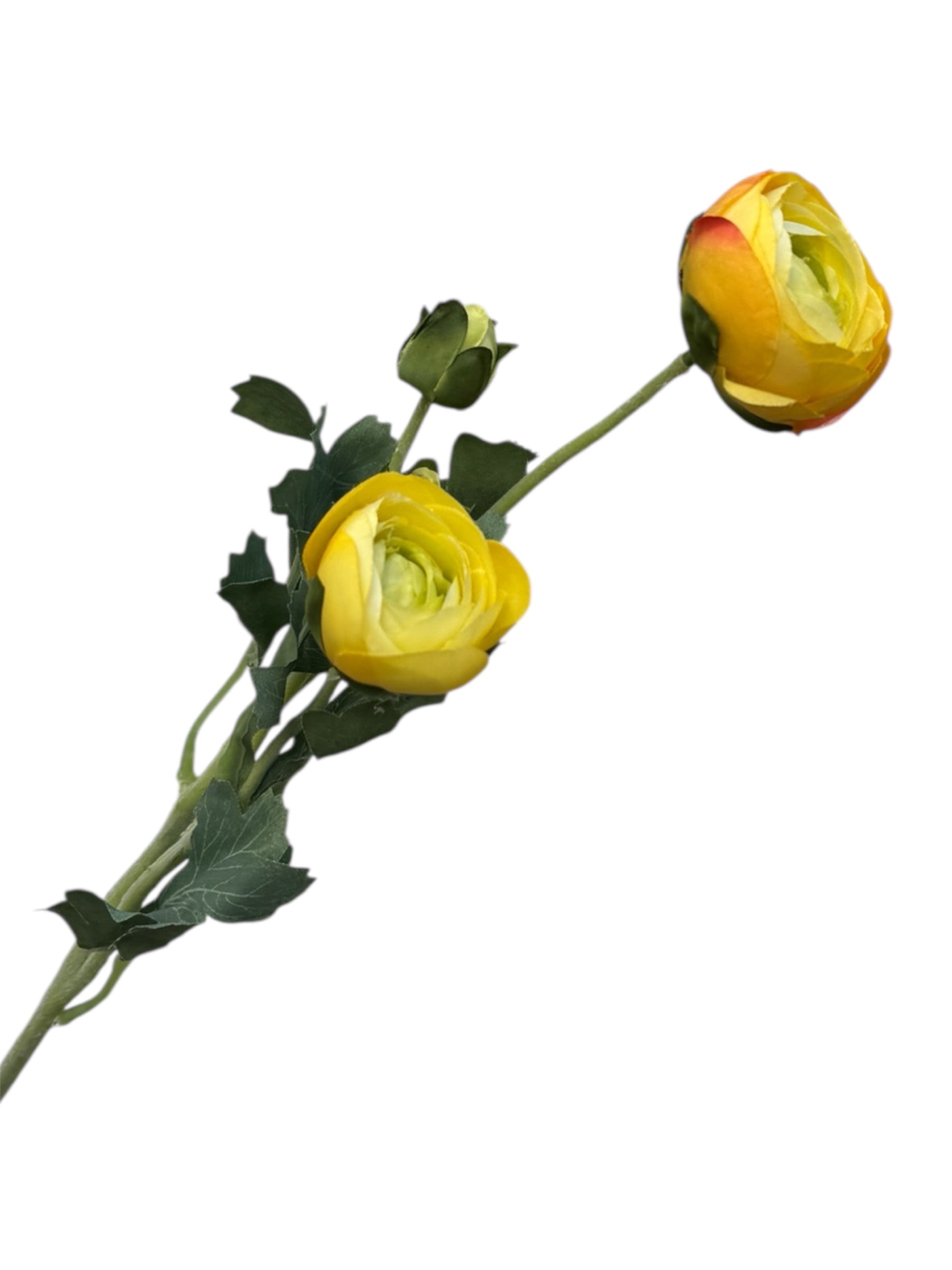 Ranunculus