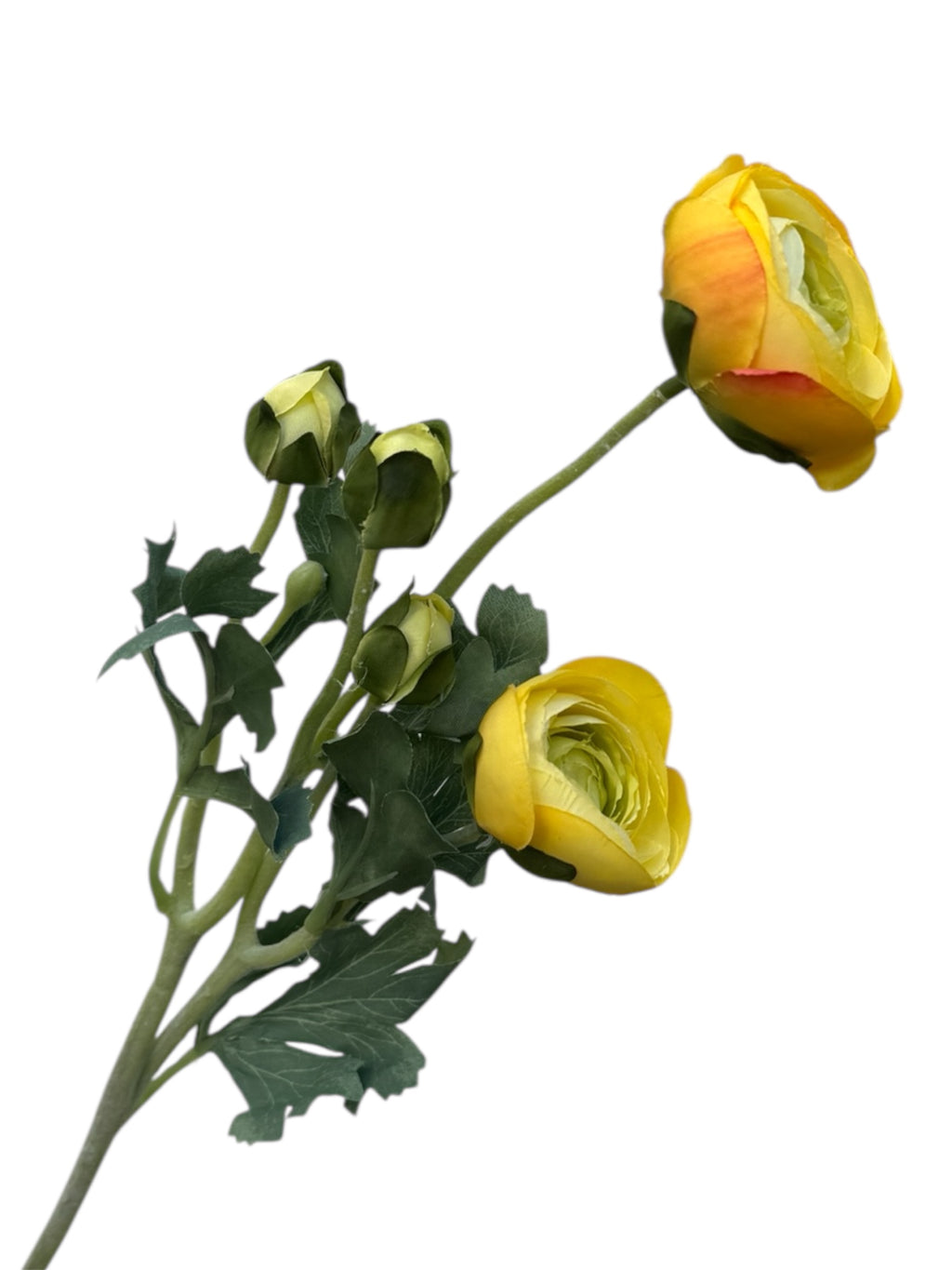 Ranunculus