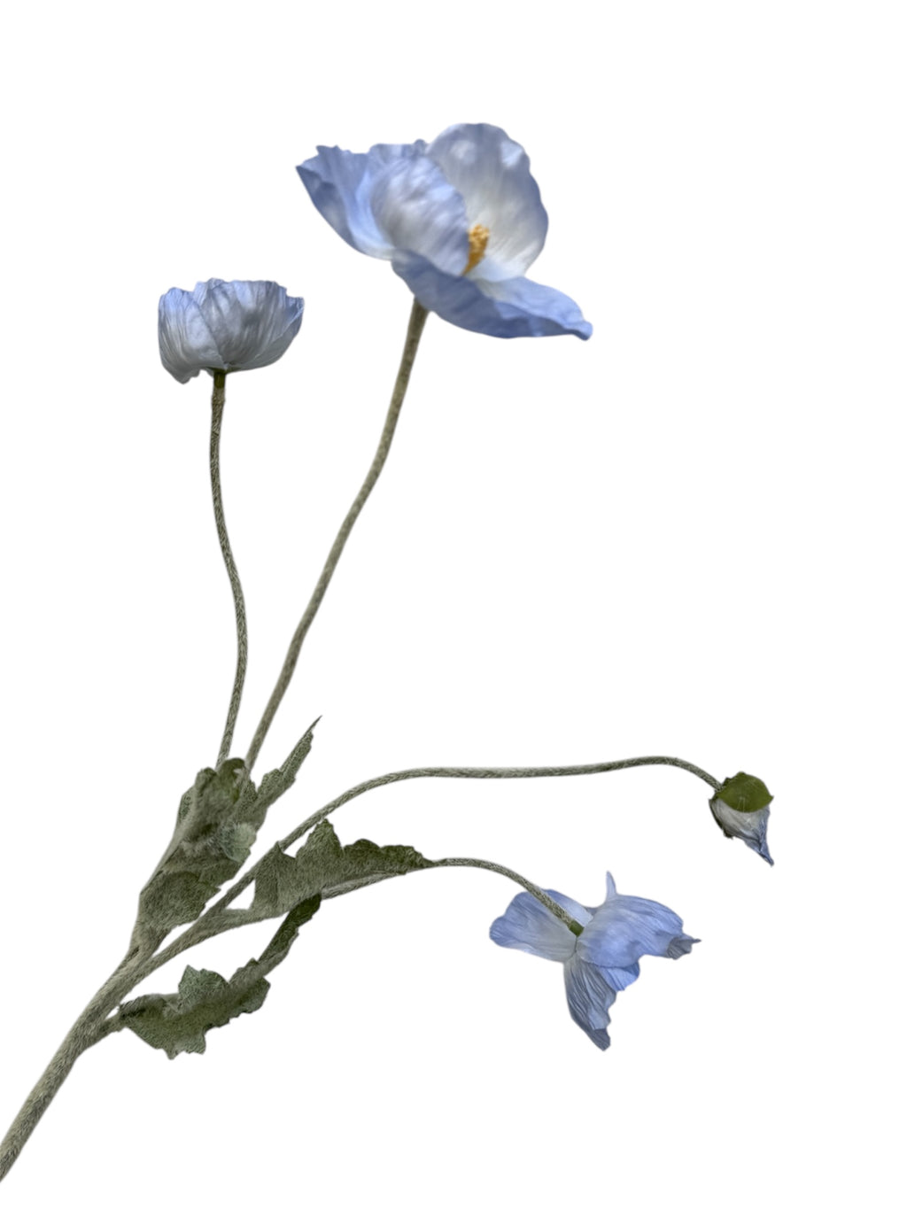 Poppy Flowers