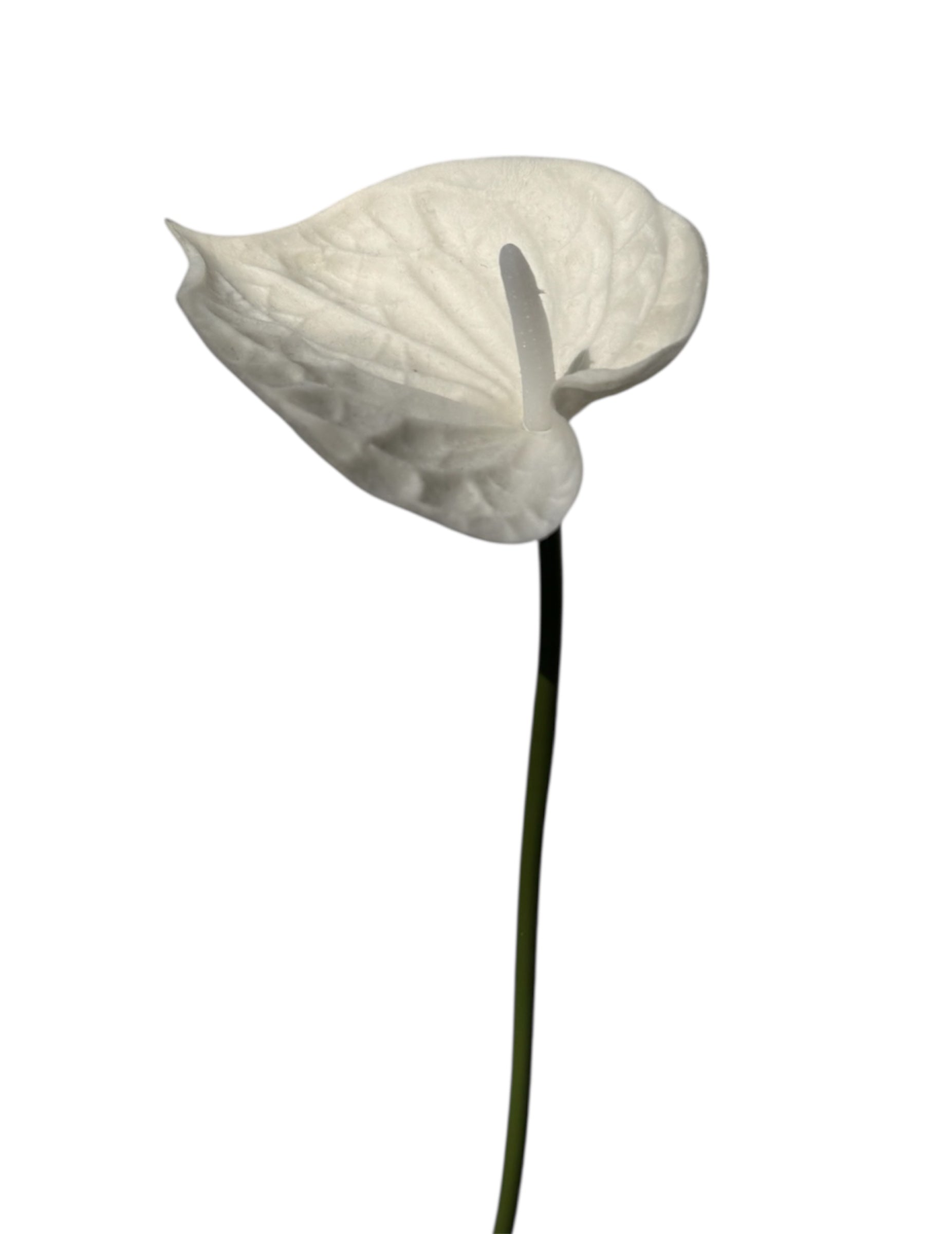 anthurium calla ANTHURIUM – MD_FloraBloom