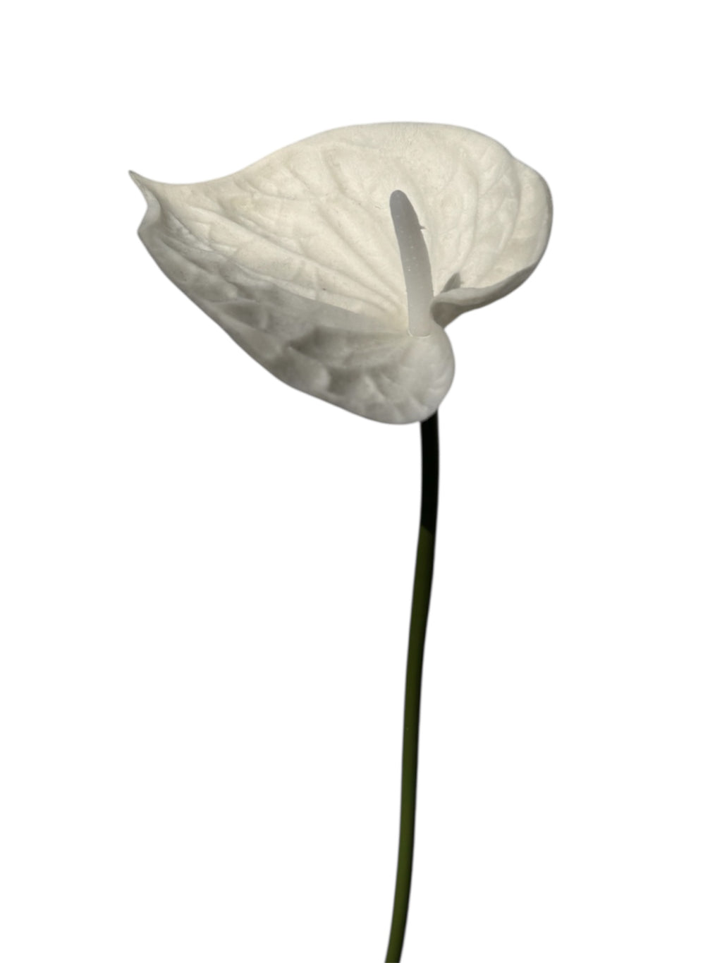 ANTHURIUM