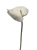 ANTHURIUM