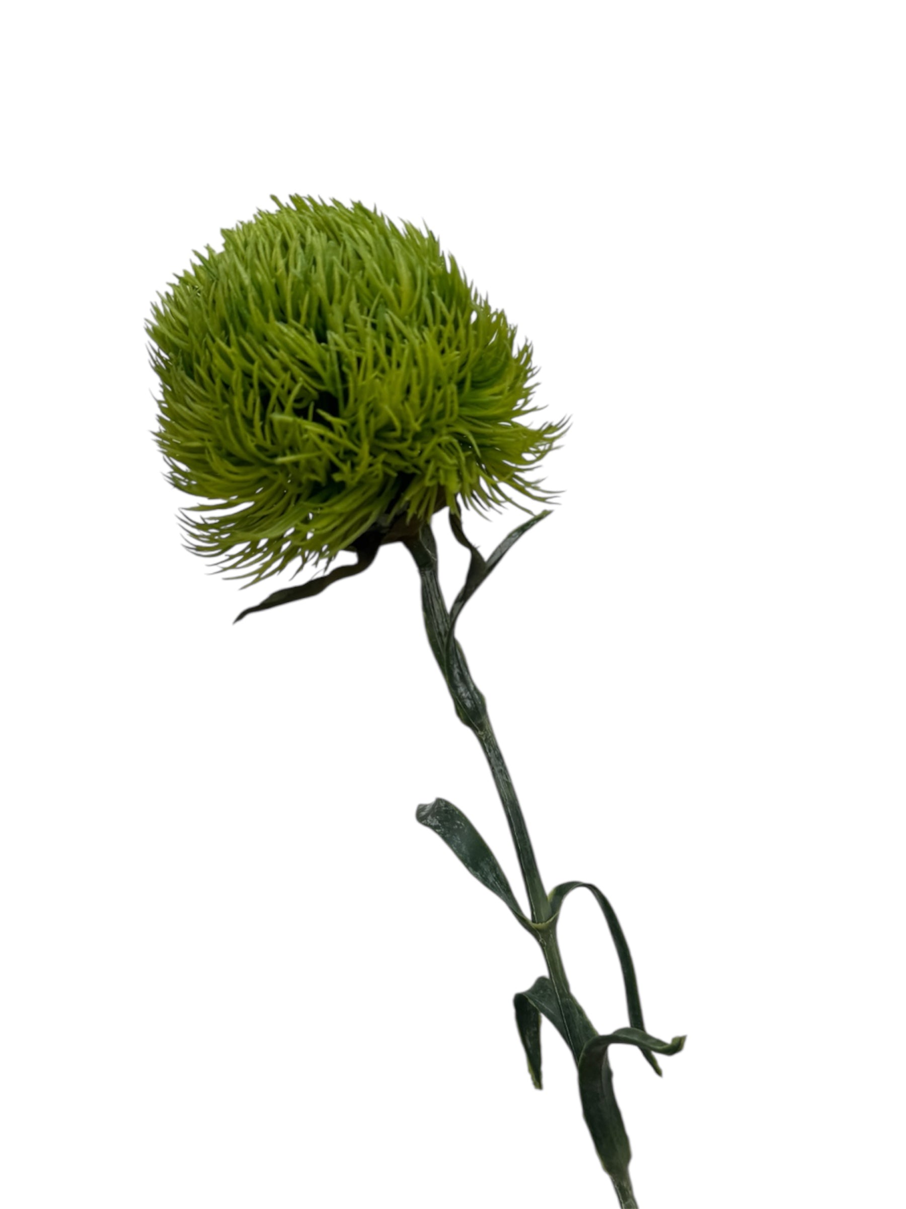 green dianthus plant Dianthus Green – MD_FloraBloom