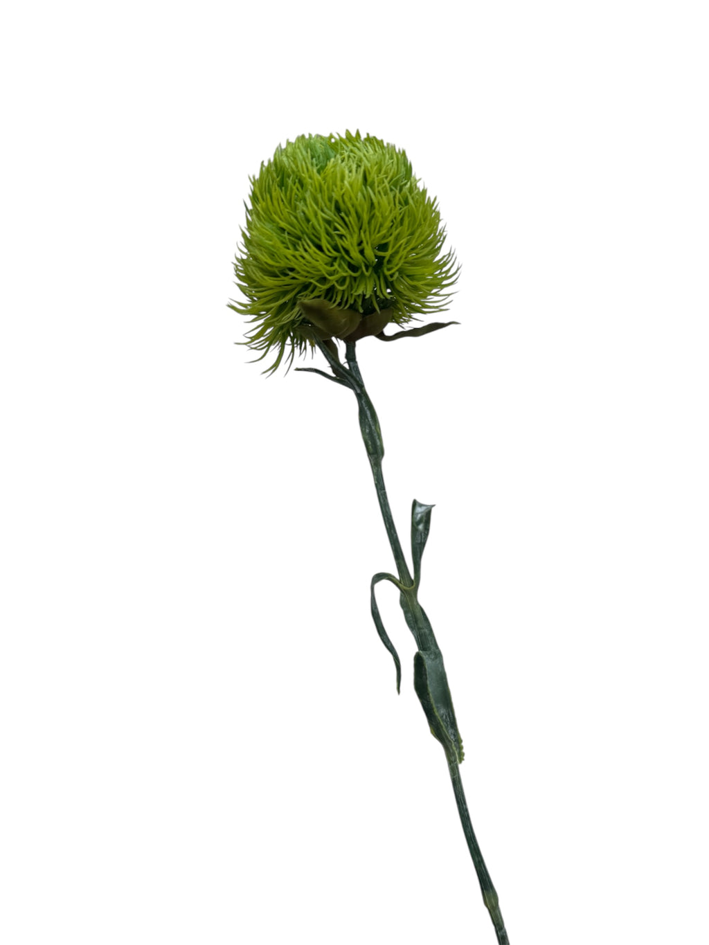 Dianthus Green