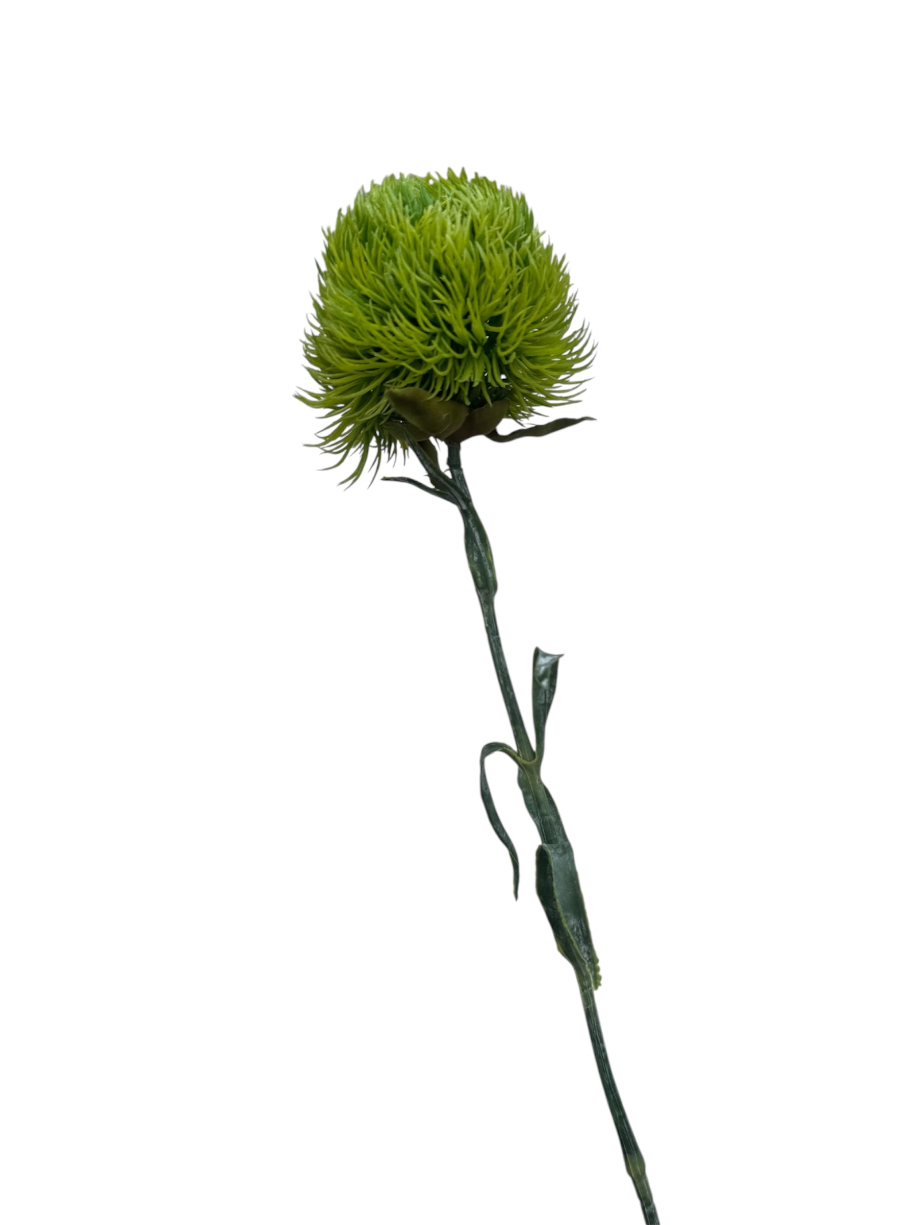Dianthus Green