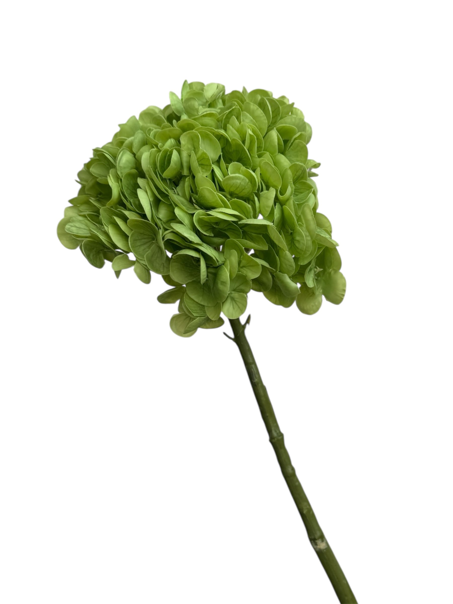 Hydrangeas