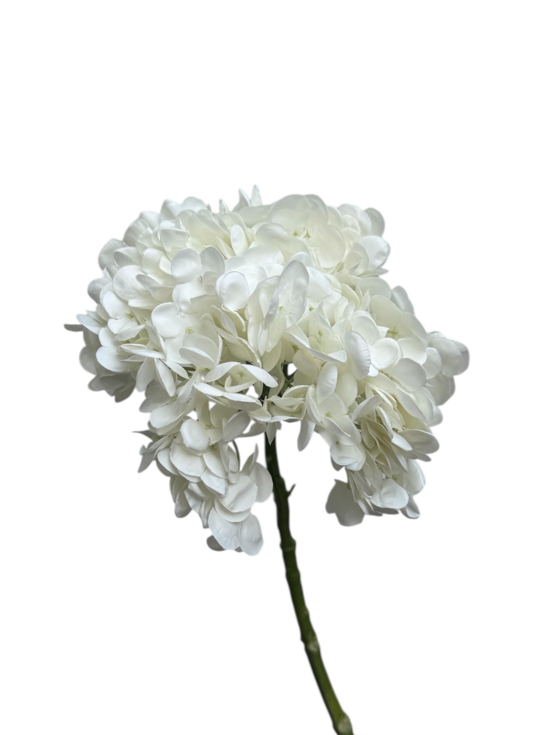 Hydrangeas