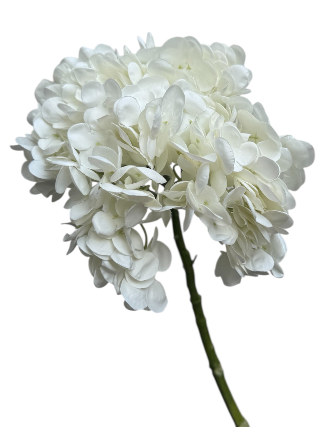 Hydrangeas