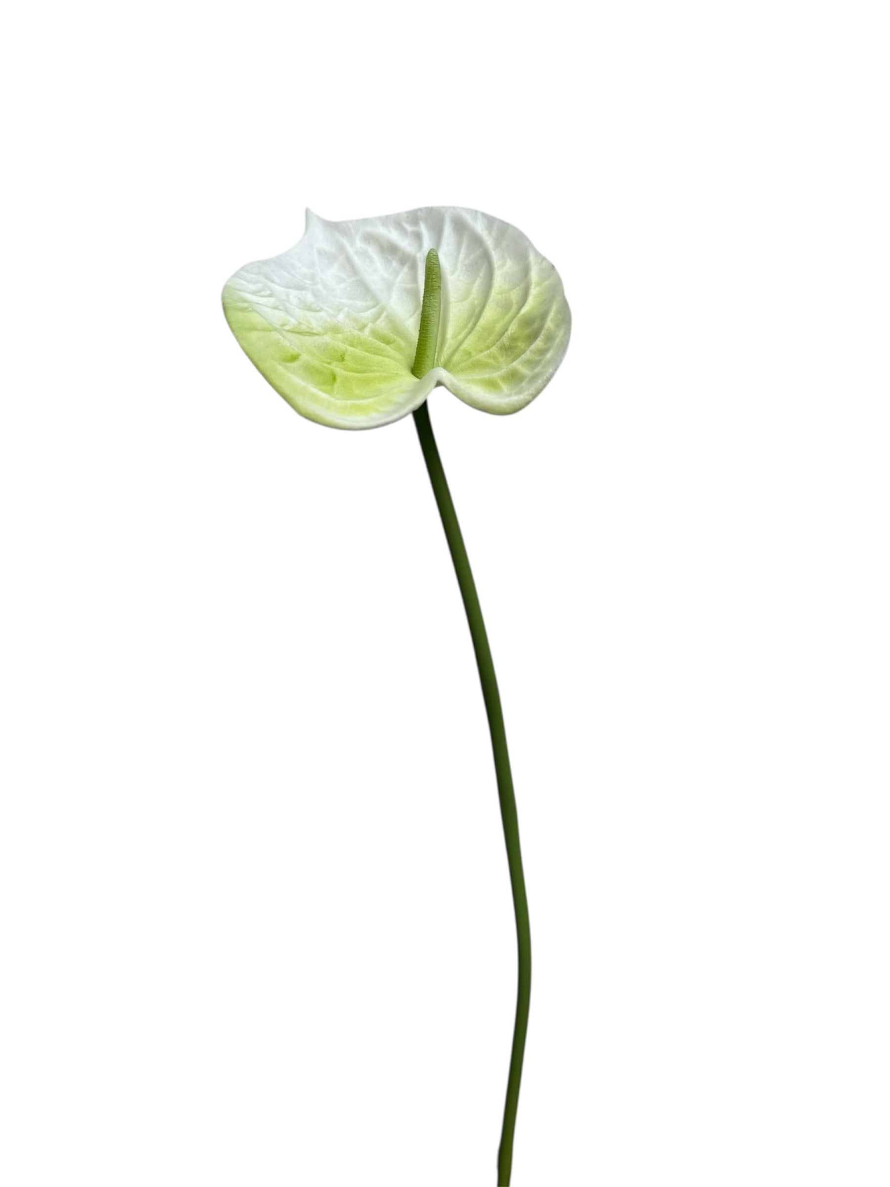 ANTHURIUM