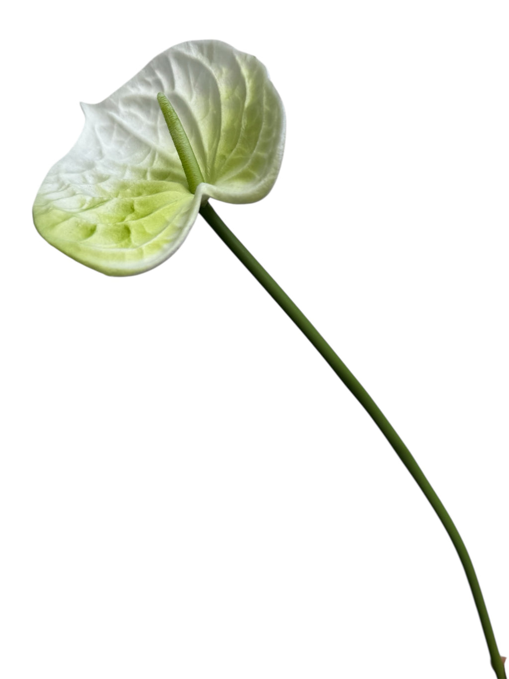 ANTHURIUM