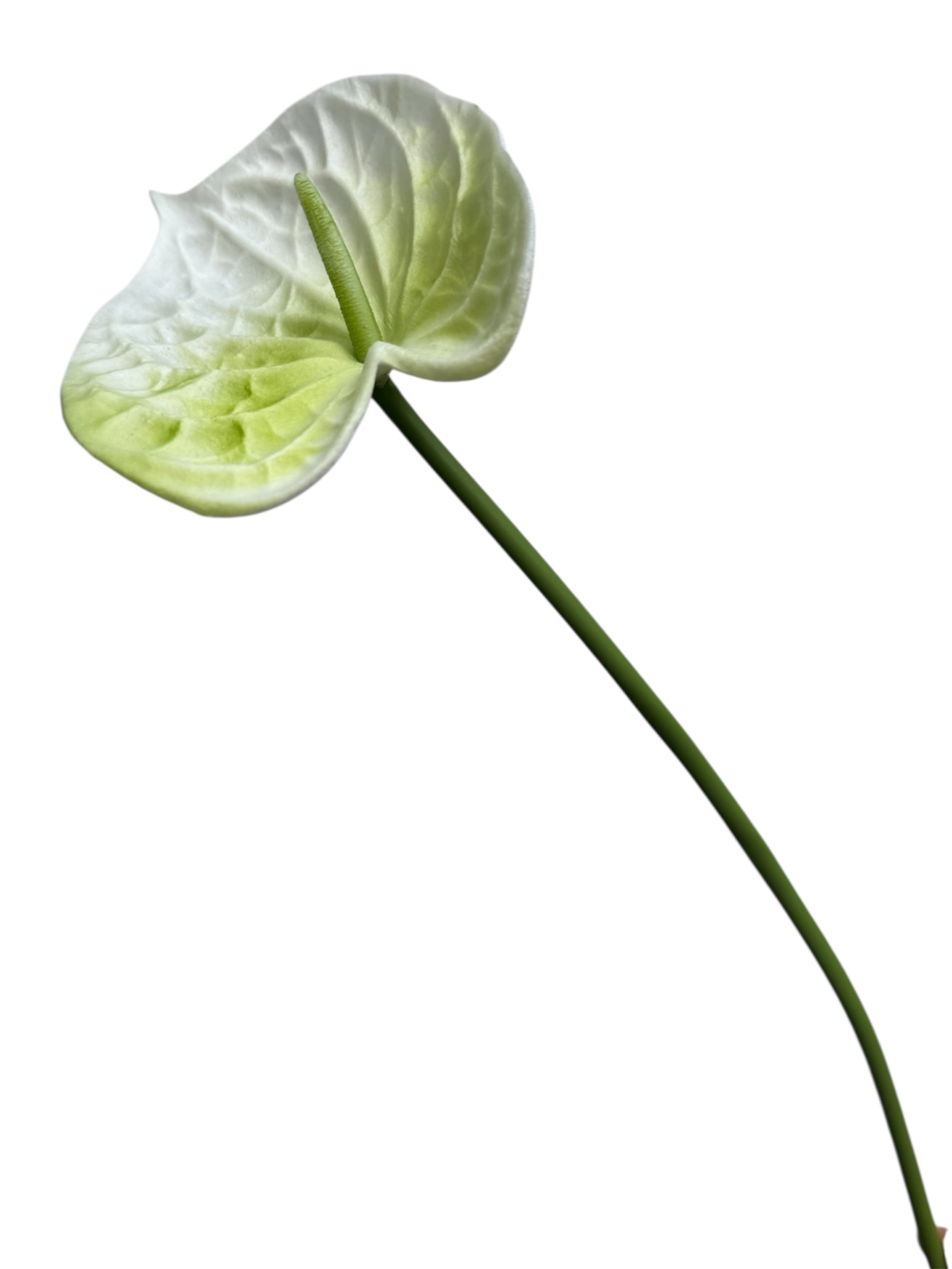 ANTHURIUM