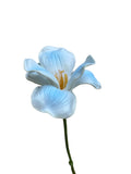 Opening Tulip