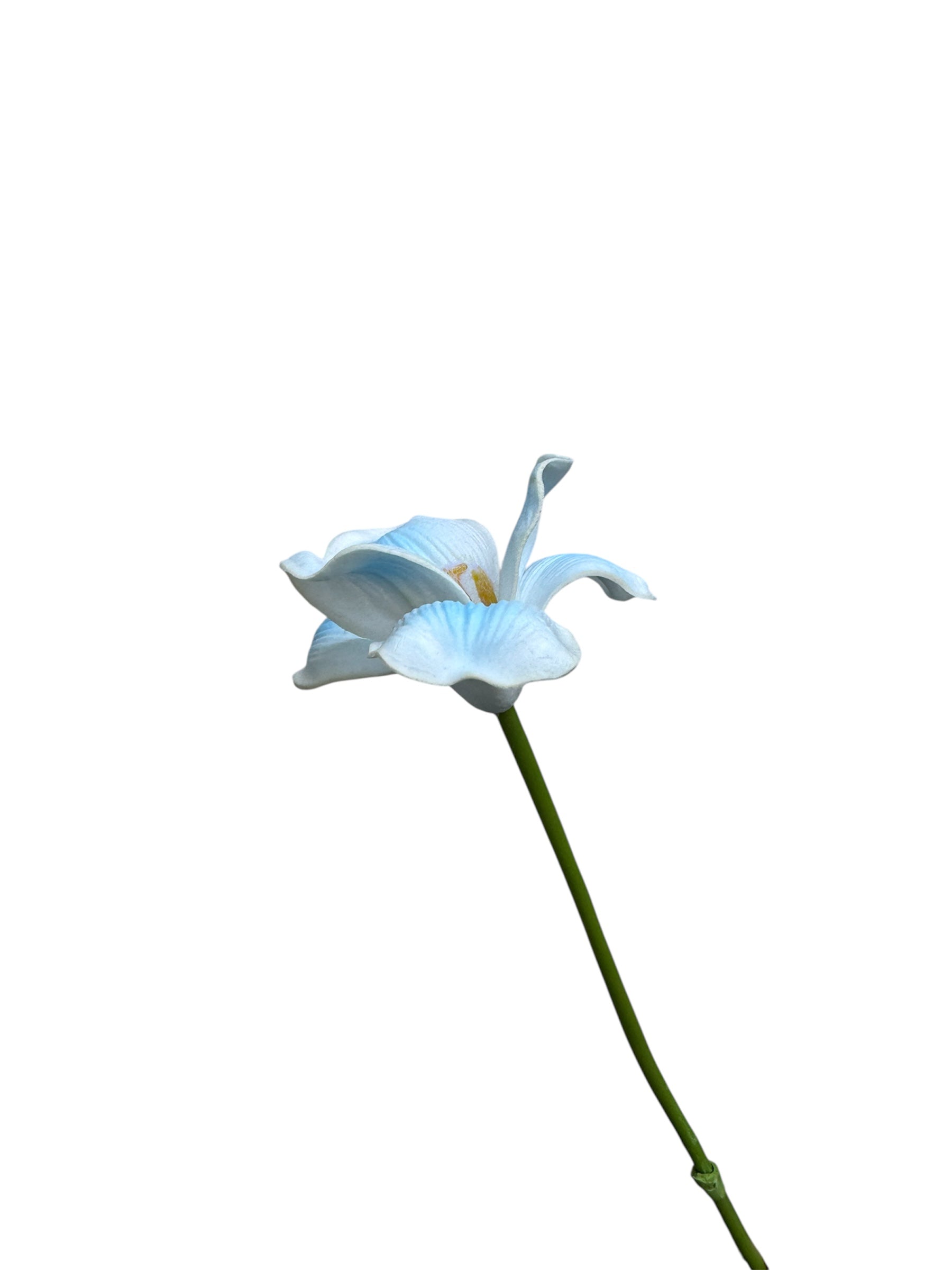Opening Tulip