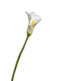Calla Lily Real Touch