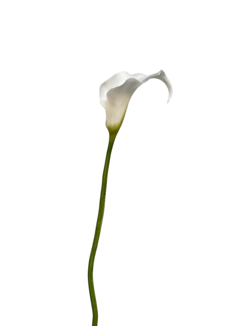Calla Lily Real Touch