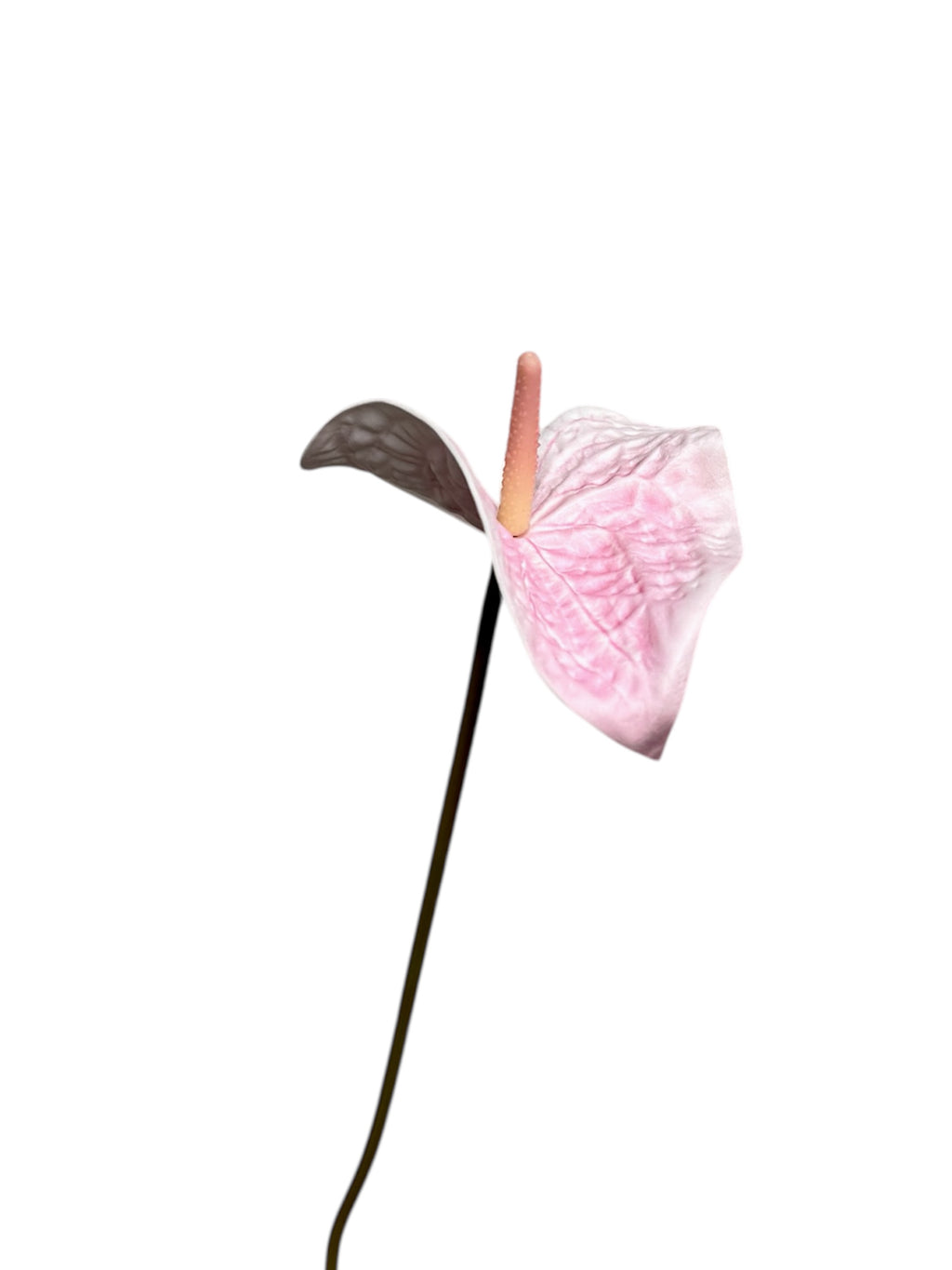 ANTHURIUM