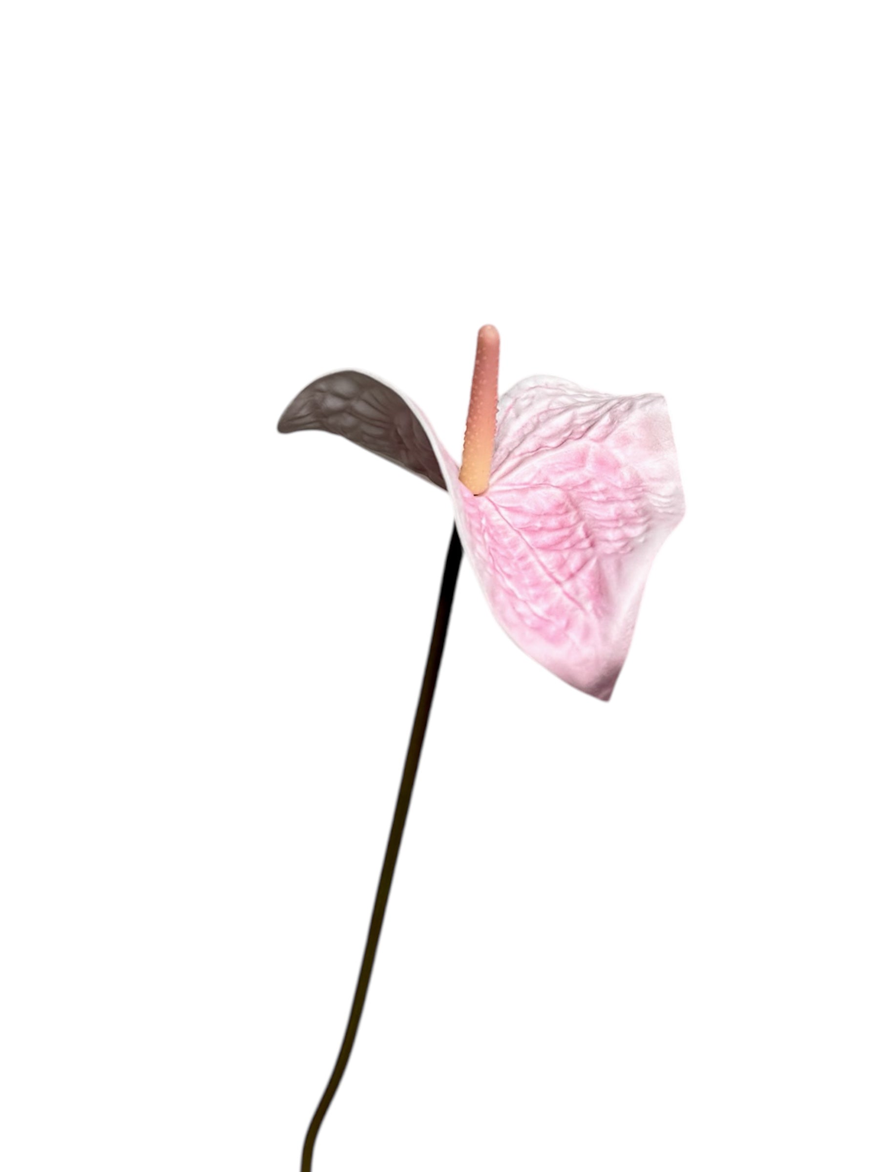 ANTHURIUM