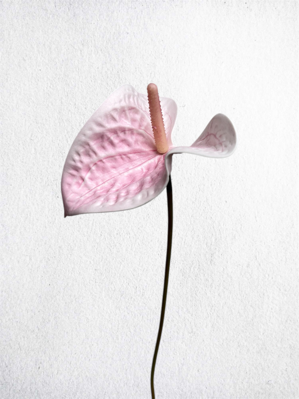 ANTHURIUM