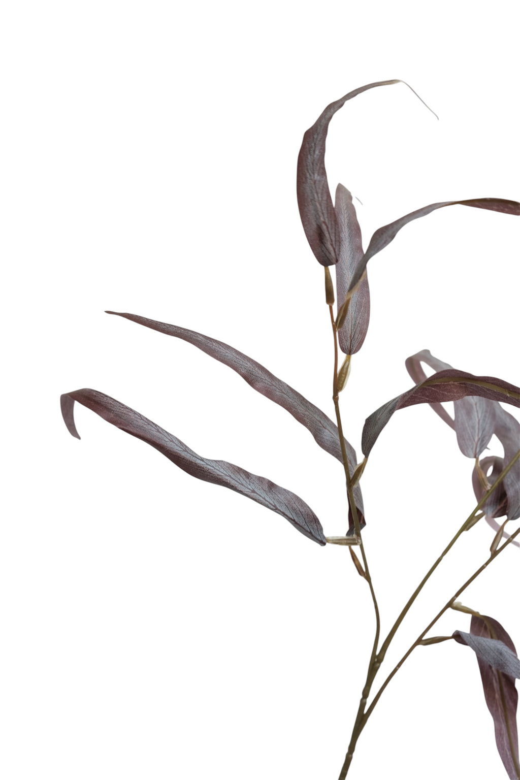 LILY LEAVES