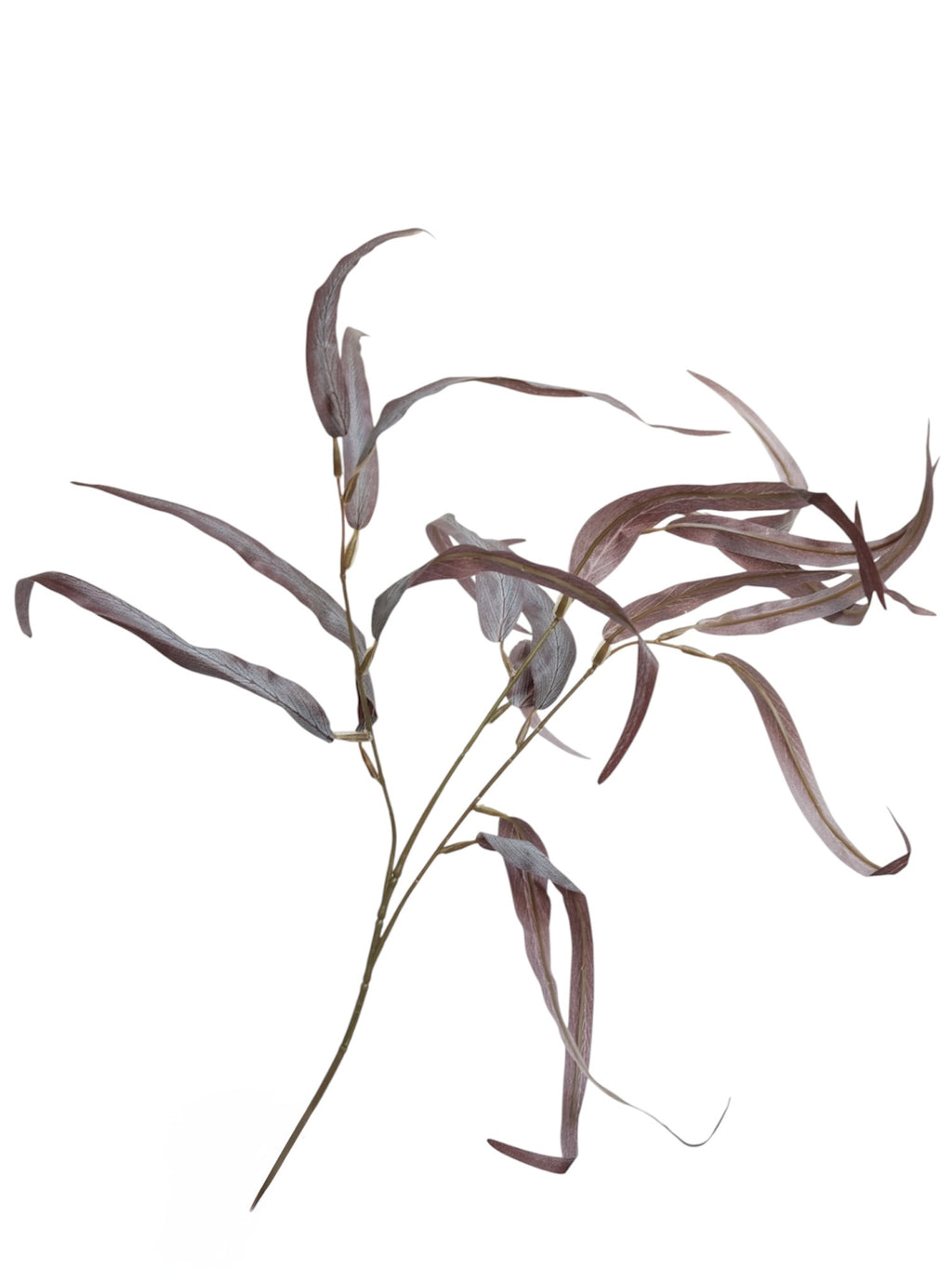 LILY LEAVES