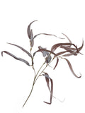 LILY LEAVES