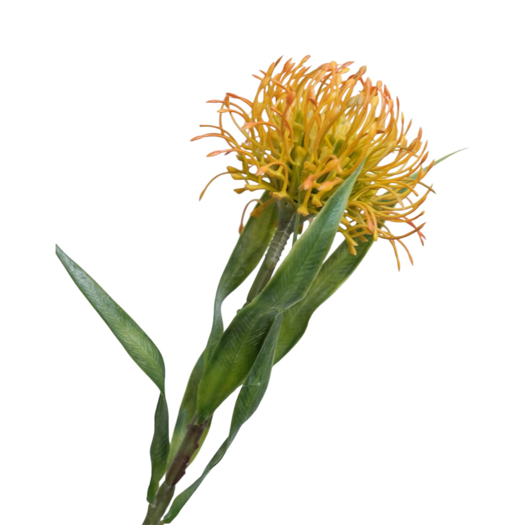 LEUCOSPERMUM