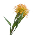 LEUCOSPERMUM