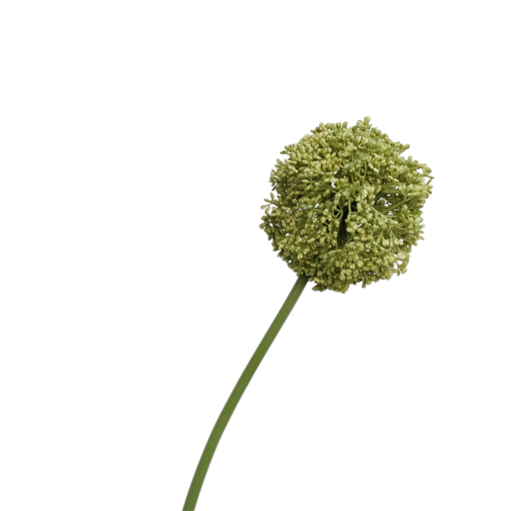 ONION HEAD