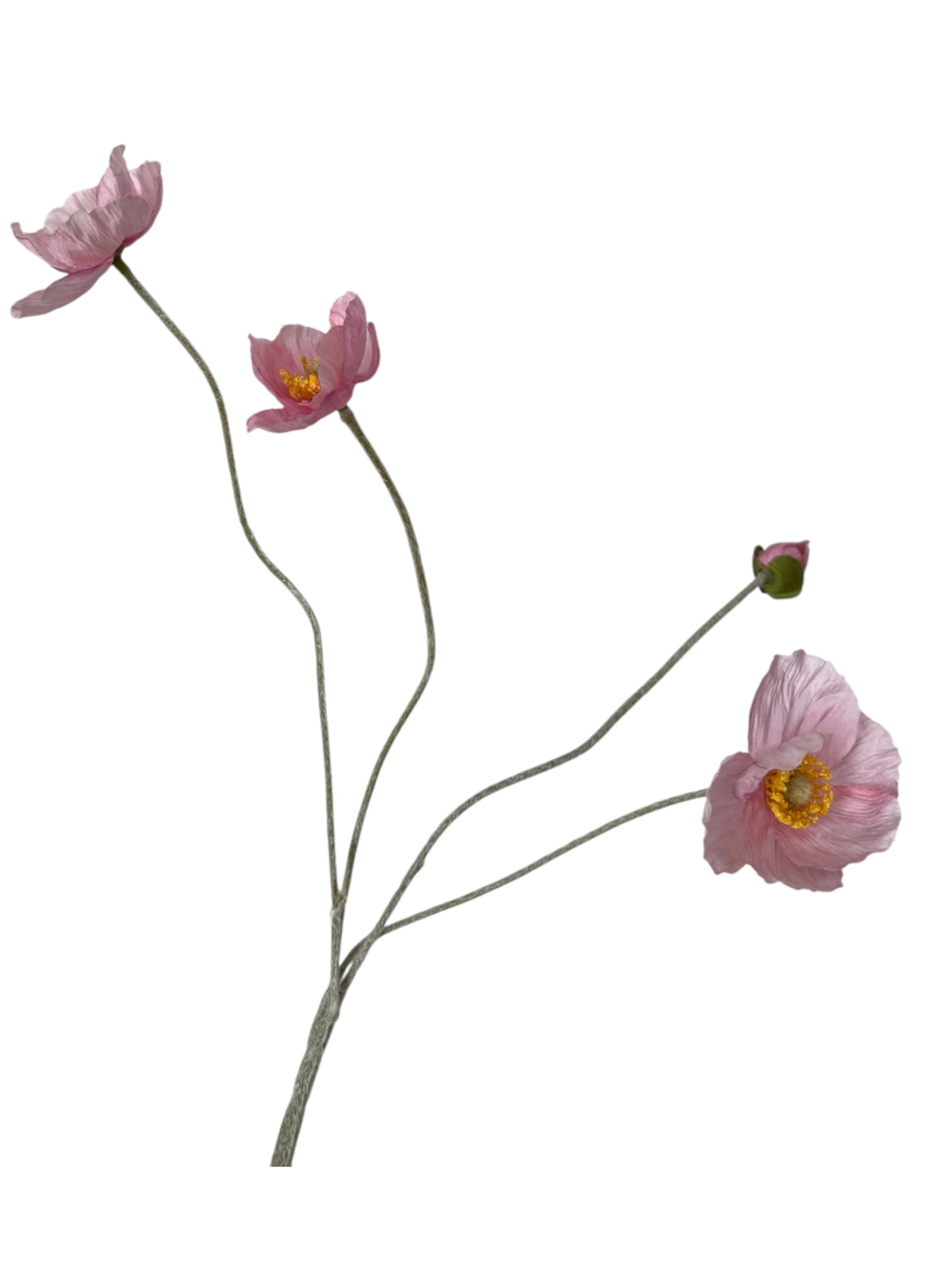 Poppy Flowers