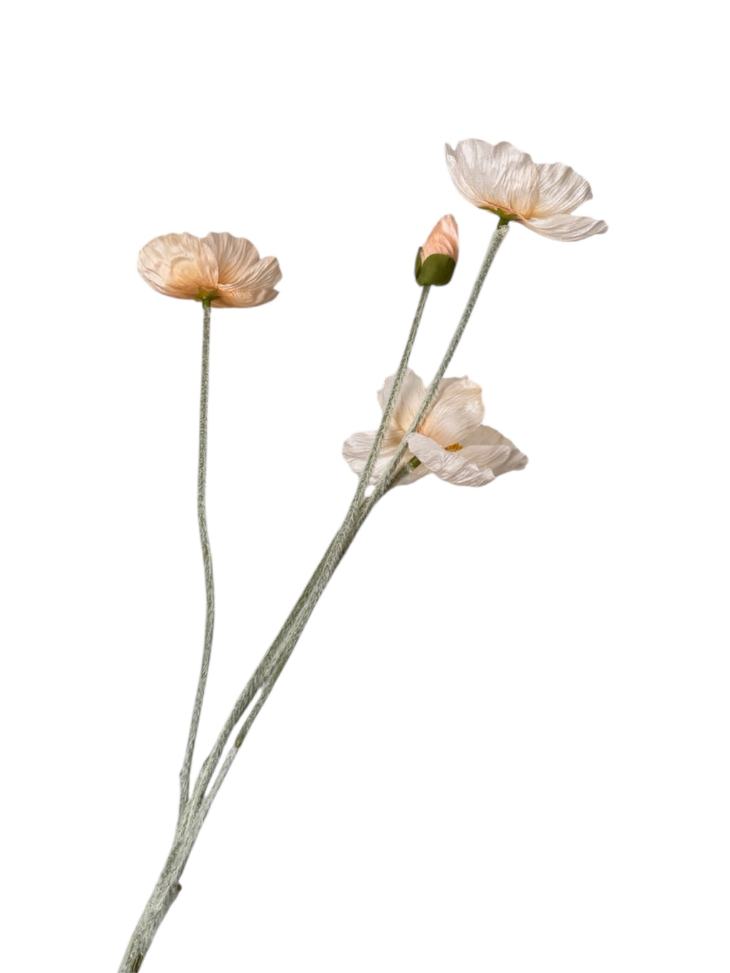 Poppy Flowers