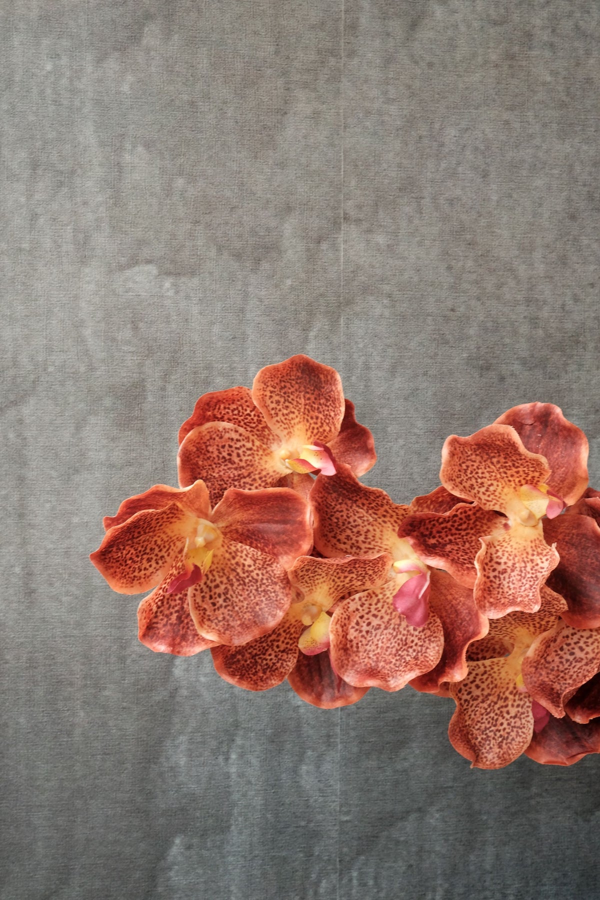 ORCHIDE LUXE